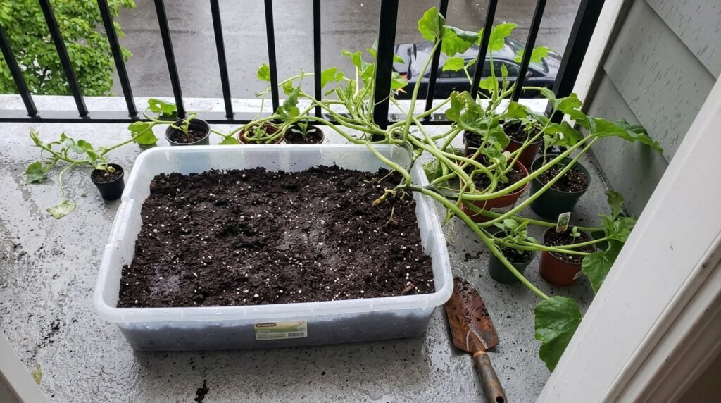 zucchini plant growing in a compact raised bed with one large leaf spread out